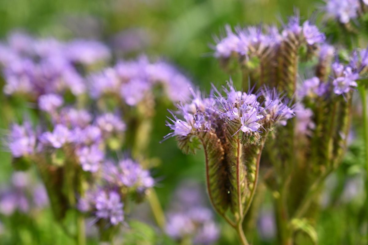 facélia méz gyógyhatása