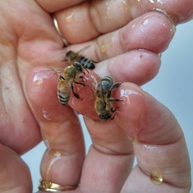 Ha a méh fullánk bent marad, óvatosan álljunk neki az eltávolításnak.