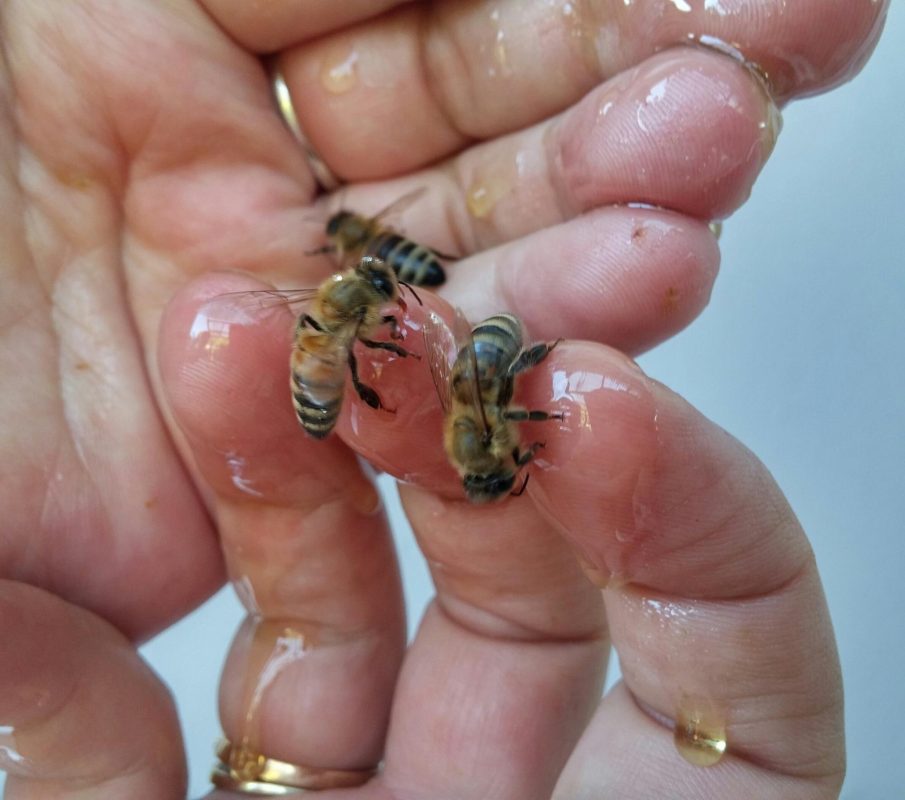 Ha a méh fullánk bent marad, óvatosan álljunk neki az eltávolításnak.