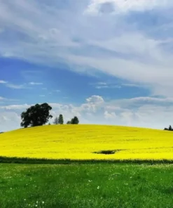 méhlegelő